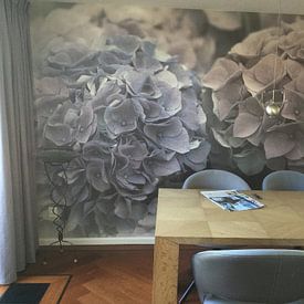 Customer photo: Hydrangea by Mrs van Aalst, as wallpaper