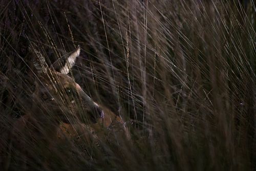 Ree tussen het pijpenstrootje