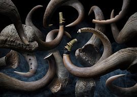 Corno di nebulo by Olaf Bruhn