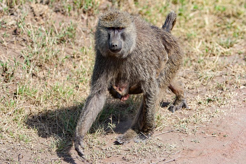 Olive Baboon by Peter Michel