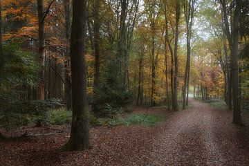Herfst in het bos van Dieter Beselt