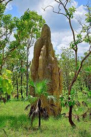 A termite mound in between palm trees by Frank's Awesome Travels
