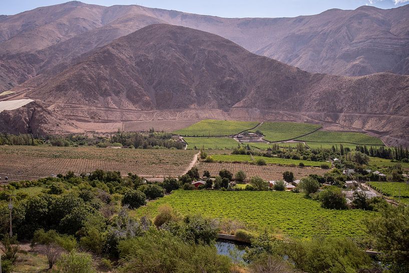 Landwirtschaft im Elqui Tal von Thomas Riess
