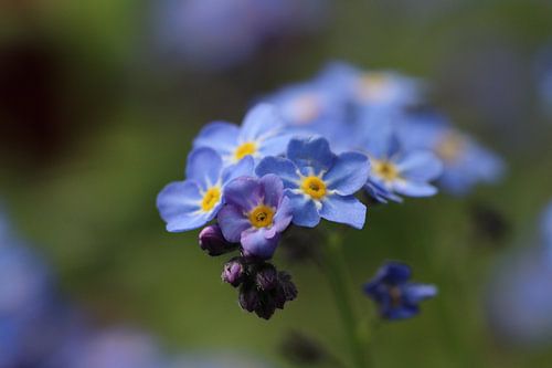 Myosotis sur Pim van der Horst