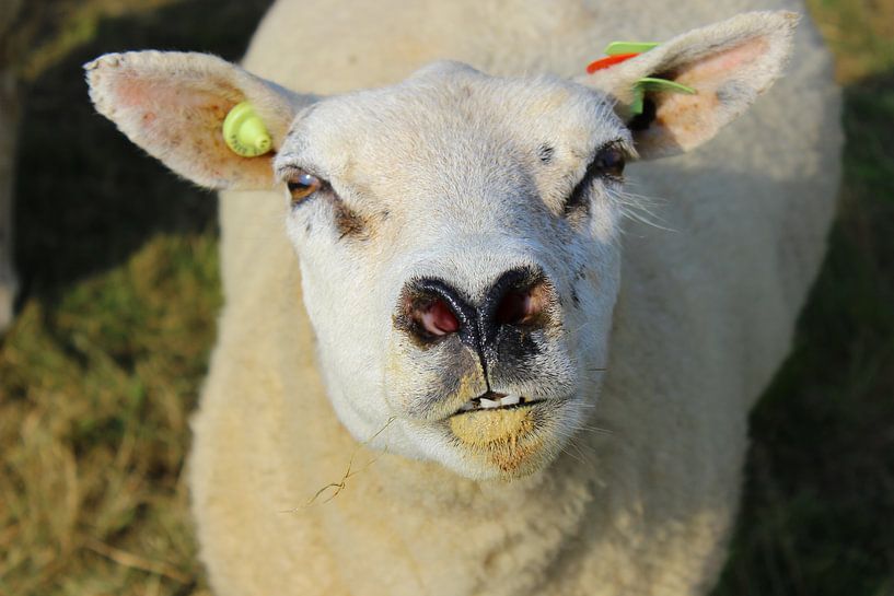 Schaap op Texel van Marfa