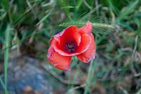 Mohn am Wegesrand