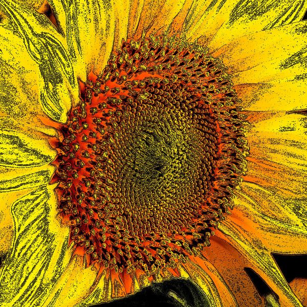 Sunflower by Thomas Jäger