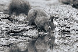 Squirrel drinking water