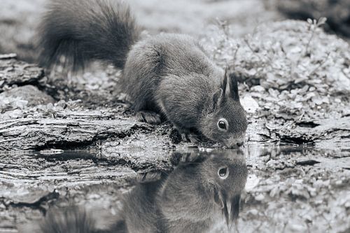 Eekhoorn die water drinkt