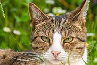 Kat ligt in het gras.