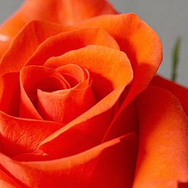 Schöne Rose von Marcel Hondeveld