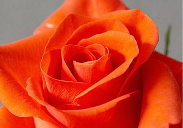 Schöne Rose von Marcel Hondeveld