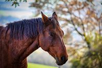 A view of a beautiful horse in nature