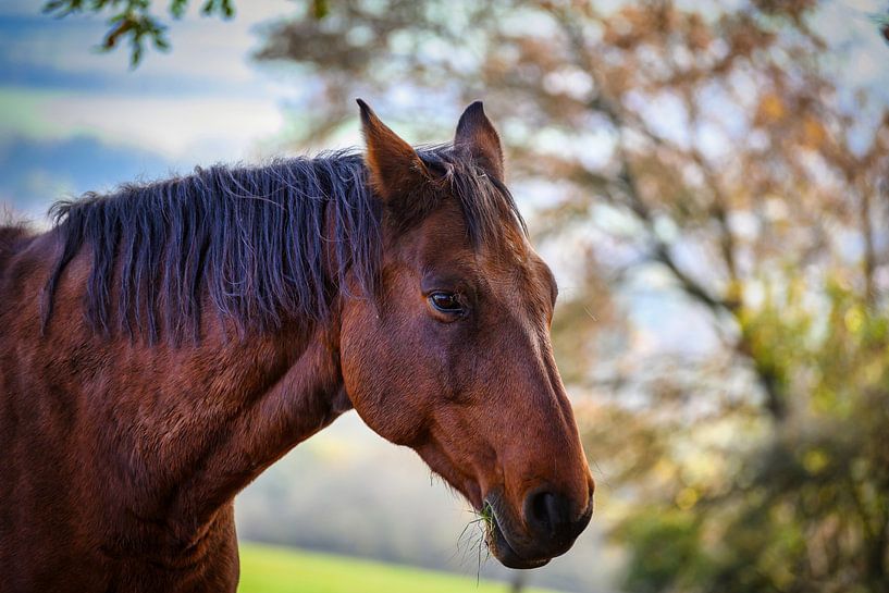 A view of a beautiful horse in nature by Andreas Völkel
