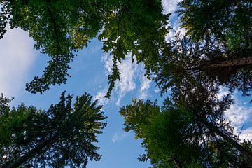 Black Forest Germany clearing with tall tree trunks by adventure-photos