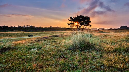 lever du soleil dans les dunes