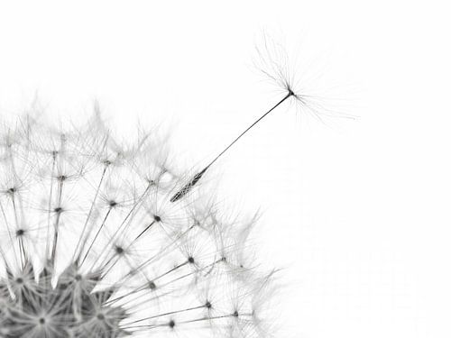 Vaarwel! Een pluisje verlaat de paardenbloem