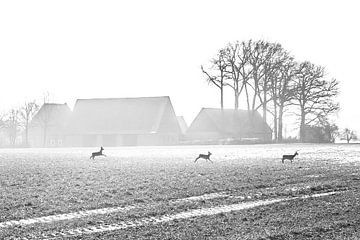 Chevreuils dans la brume matinale