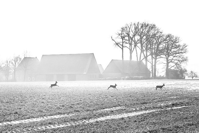 Deer in morning mist by Norbert Sülzner