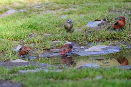 Bec-croisé des épicéas près d'une flaque d'eau sur Karin Jähne