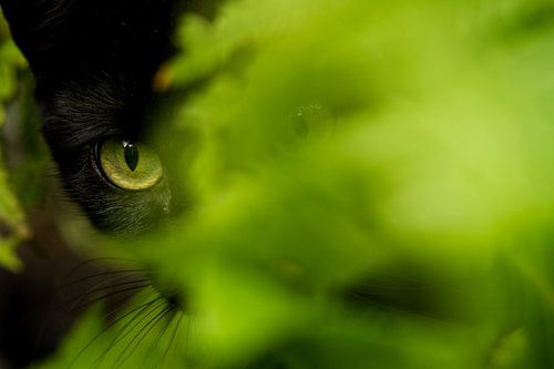 The eye of a tiger