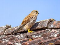 Turmfalke auf dem Dach