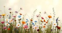 A field full of colourful spring flowers. by J.a Dijkstra thumbnail