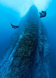 Riesenrochen im Kreisverkehr von Norbert Probst