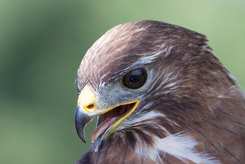Focus buizerd van Andre Brasse Photography