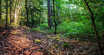 Waldpanorama von Thomas Riess