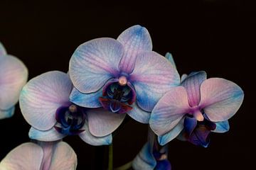 Closeup van een blauw roze orchidee tegen een donkere achtergrond
