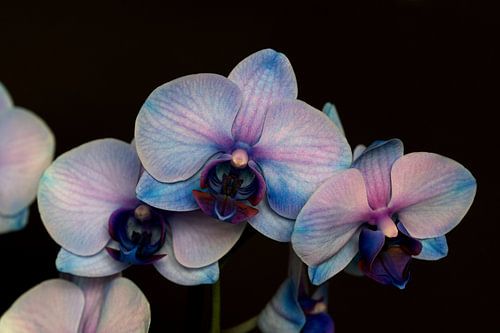 Nahaufnahme einer blau-rosa Orchidee vor einem dunklen Hintergrund