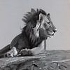 Löwenbild von Toon Nagtegaal