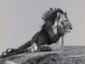 Löwenbild von Toon Nagtegaal Miniaturansicht