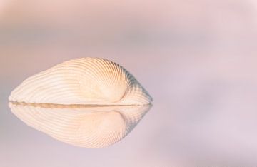 Shell sur Mariëro Fotografie