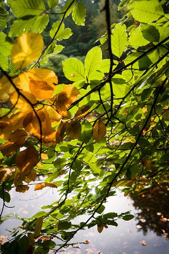 romantic autumn photo with view on the water by autumn branches