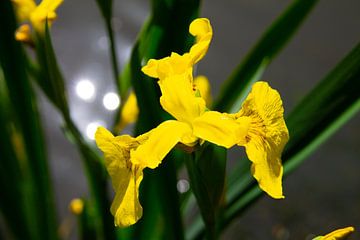 Gele bloem met op de achtergrond zonlicht dat reflecteert in het water van Marco Leeggangers