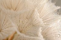 Minuscules gouttelettes d'eau sur le duvet de l'étoile du matin (Tragopogon)
