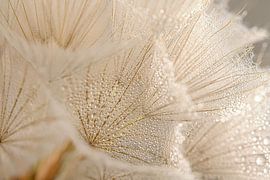 Minuscules gouttelettes d'eau sur le duvet de l'étoile du matin (Tragopogon) sur Marjolijn van den Berg