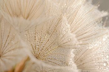 Minuscules gouttelettes d'eau sur le duvet de l'étoile du matin (Tragopogon)