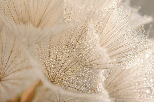 Kleine waterdruppeltjes aan de pluisjes van de morgenster (Tragopogon)