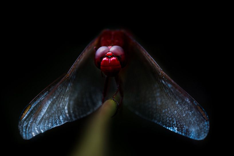 Fire dragonfly in the lee by Danny Slijfer Natuurfotografie
