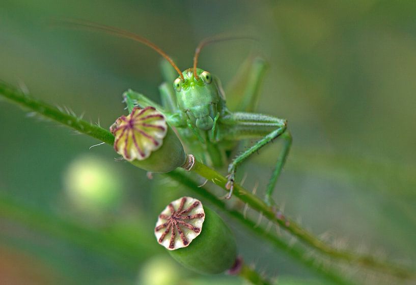 Heuschrecke unter den Mohnblumen von Discover Dutch Nature