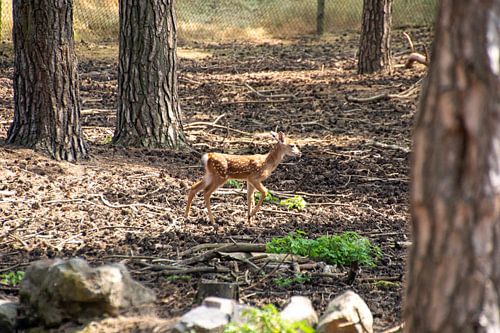 klein eenzaam hertje stapt dapper in het bos