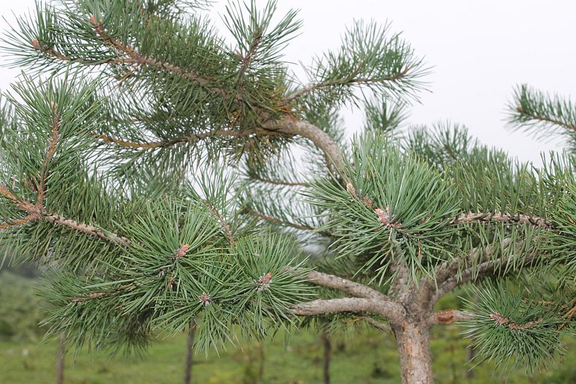 DenneBoom  by Sedat Bice