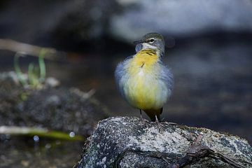 Grey Wagtail in Spring by Karin Jähne