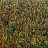 Forêt d'automne sur Axel Weidner