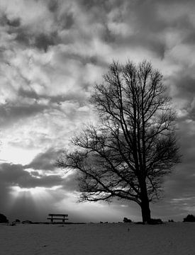 Big tree von Martzen Fotografie