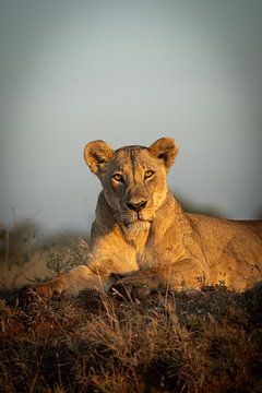 Lioness in Kenya by Evelyne Van Heuverzwyn