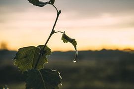 Plants Sunset Nature reserve Maashorst Uden Macrophotography by Marc van den Elzen